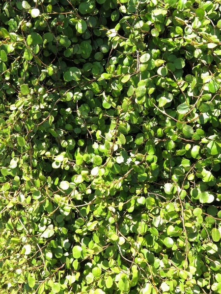 Muehlenbeckia Complexa x 50 Carousel 2