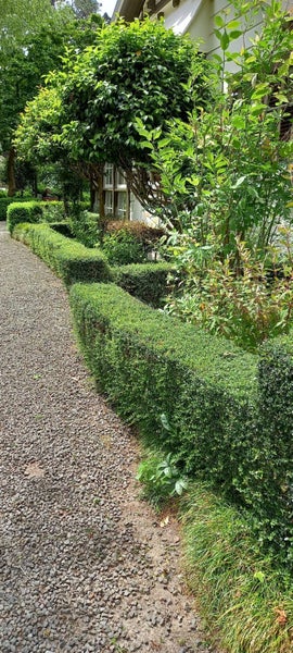 LONICERA NITIDA- HEDGING PLANTS- 15-30cm Carousel 4