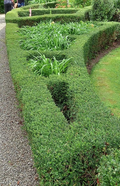 LONICERA NITIDA- HEDGING PLANTS- 15-30cm Carousel 1