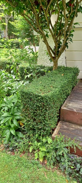 LONICERA NITIDA- HEDGING PLANTS- 15-30cm Carousel 2