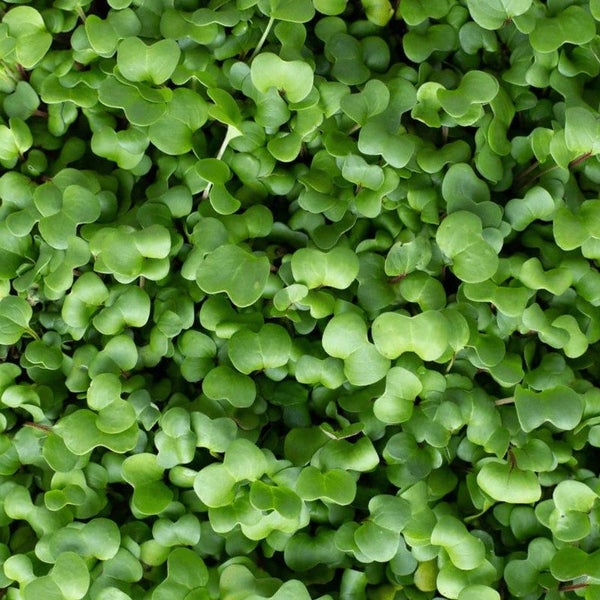 RADISH CHINA ROSE : Great as MICROGREENS, SPROUTS OR VEGETABLE. 50g=3000 seeds Carousel 1