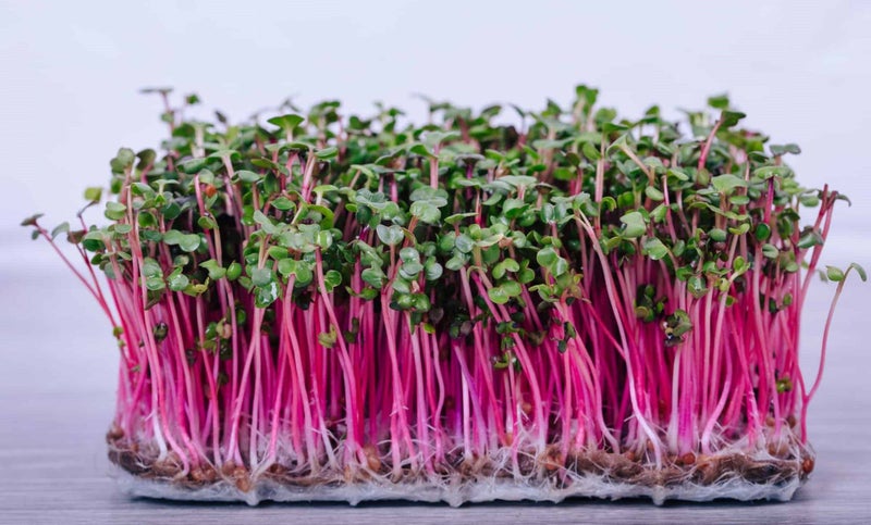 RADISH CHINA ROSE : Great as MICROGREENS, SPROUTS OR VEGETABLE. 50g=3000 seeds Carousel 7
