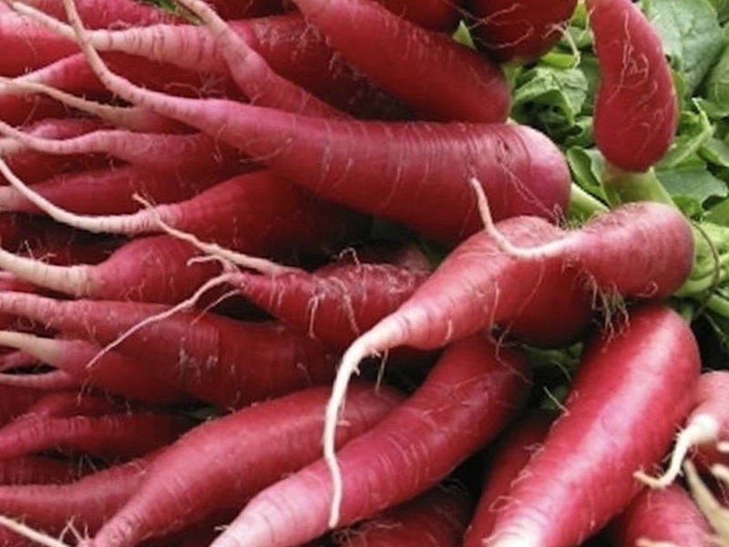 RADISH CHINA ROSE : Great as MICROGREENS, SPROUTS OR VEGETABLE. 50g=3000 seeds Carousel 2