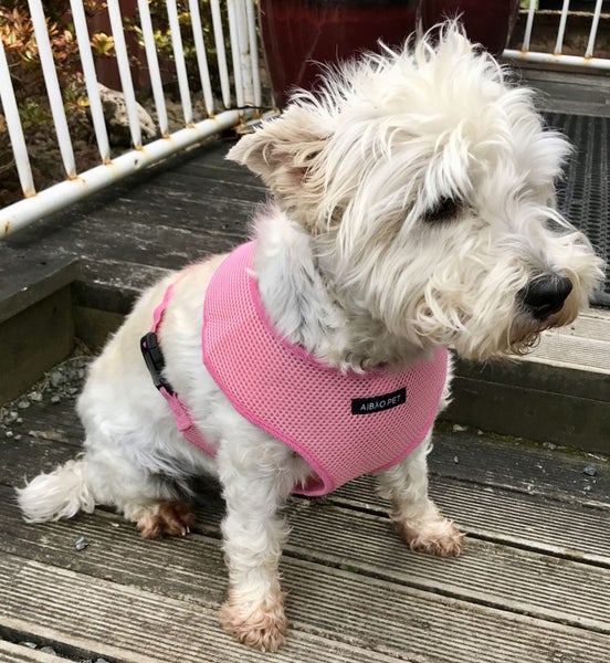 DOG HARNESS SIMPLE NET - Medium Carousel 6