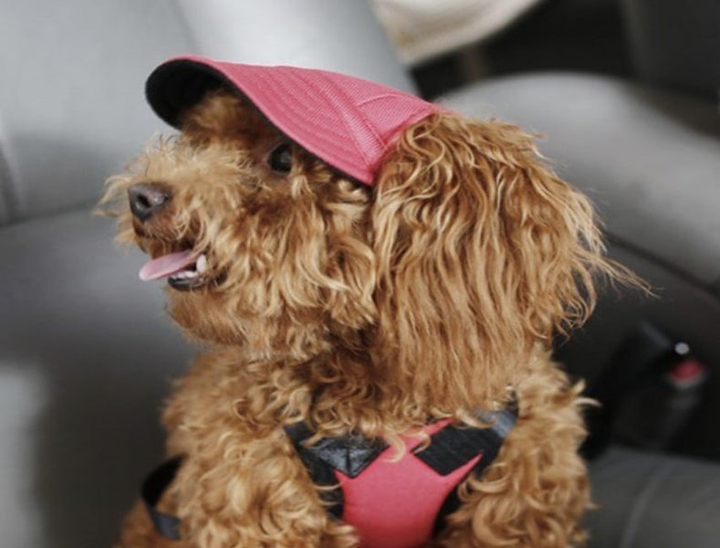 DOG SUN CAP - SMALL - 3 COLOUR OPTIONS Carousel 5