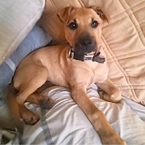 Buddy - Mastiff X - BOI Animal Rescue Trust Carousel 1