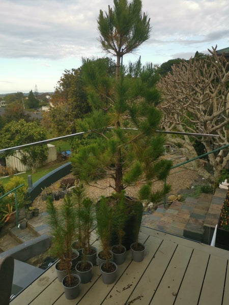 Grow your own Christmas tree Carousel 2