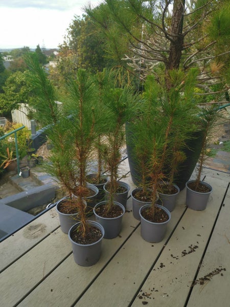 Grow your own Christmas tree Carousel 1