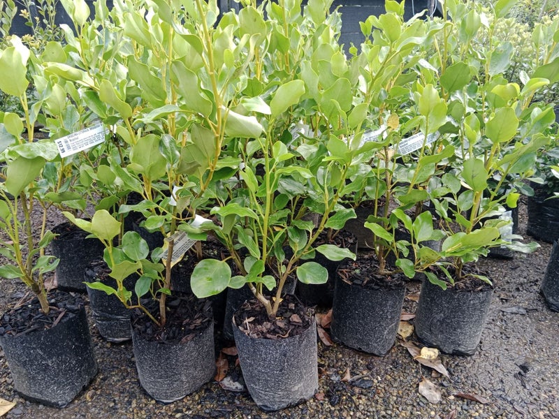 Griselinia 'Broadway Mint' - SPECIAL PRICE Carousel 1