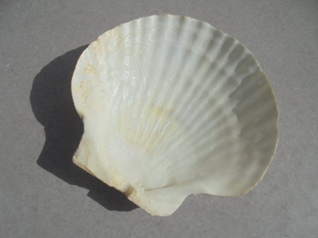 +-+- LARGE SCALLOP SHELL -+-+ Carousel 2