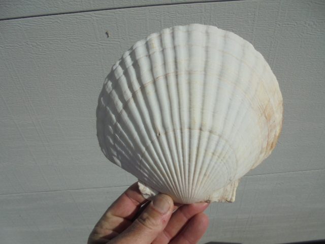 +-+- LARGE SCALLOP SHELL -+-+ Carousel 3