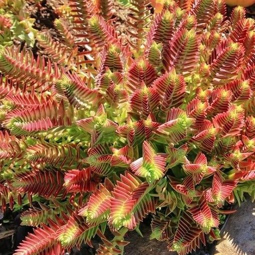 Crassula Capitella | Red Pagoda Carousel 1