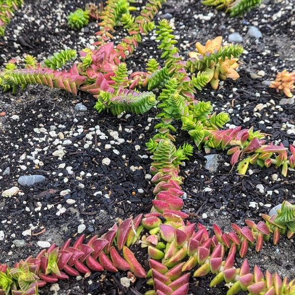 Crassula Capitella | Red Pagoda Carousel 2