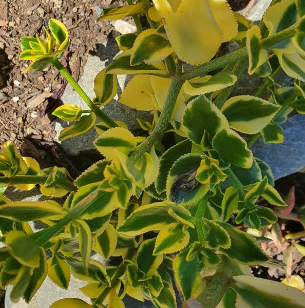 Crassula Sarmentosa Comet | Variegated Trailing Jade Plant Carousel 1