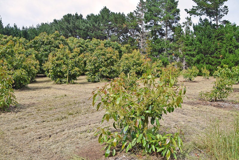 Journeys End, Tapora, Rodney, Auckland
