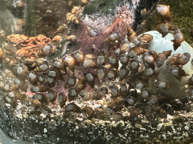 Aquarium/pond snail Carousel 2