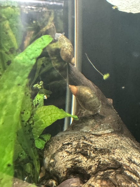 Aquarium/pond snail Carousel 7