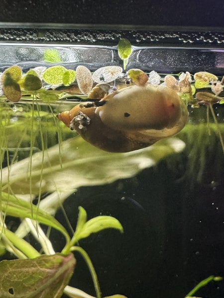 Aquarium/pond snail Carousel 1