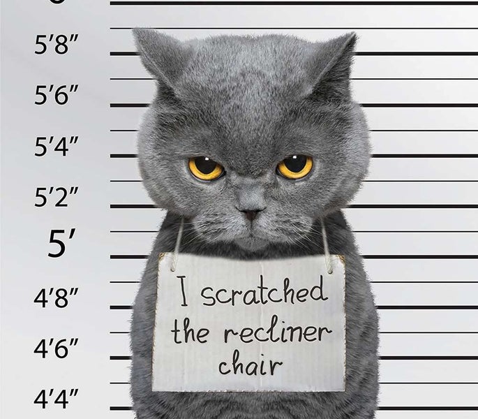 Cat Scratch Guard Sale Sale NZ Stock Deal Carousel 16