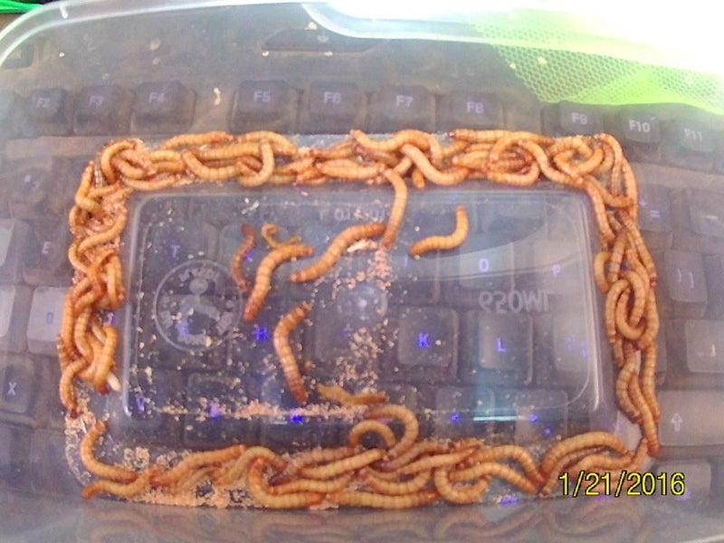 250 Live Mealworms **Special** Carousel 1