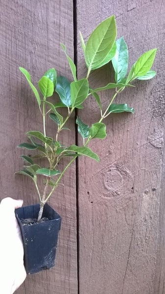Viburnum Eve Price - 5cm pot Carousel 2