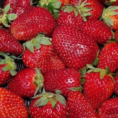 Strawberry Festival - Yumm!! Carousel 1