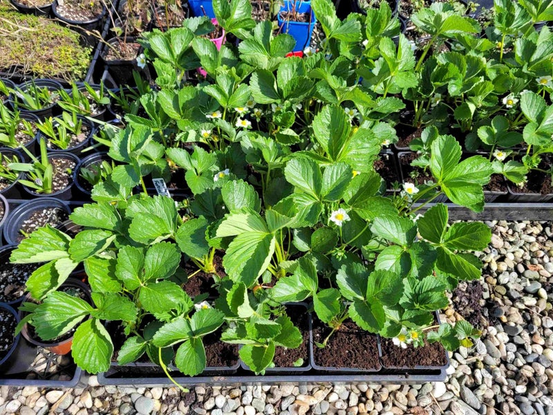 Strawberry Festival - Yumm!! Carousel 2