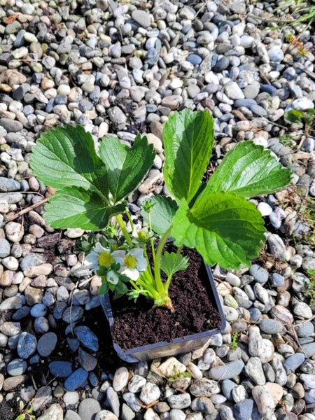 Strawberry Festival - Yumm!! Carousel 3