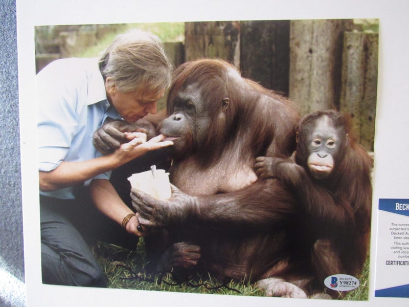 Sir David Attenborough stunning signed large Photograph + Authentication Carousel 2