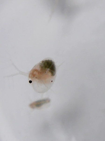 Live Daphnia - Pick up only Carousel 1