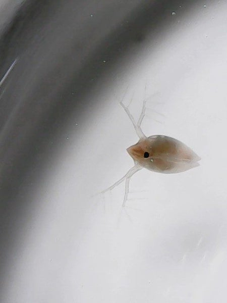 Live Daphnia - Pick up only Carousel 2