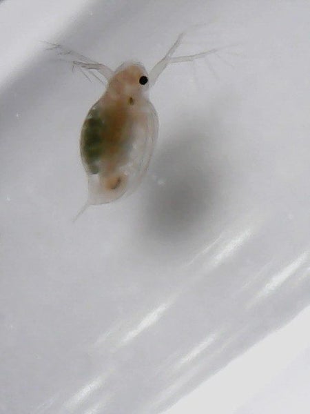 Live Daphnia - Pick up only Carousel 3