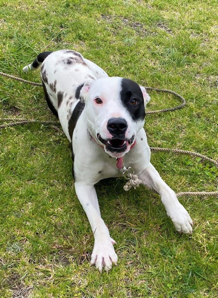 "JACK SPARROW" (ARAN Rescue Whanganui) Carousel 1