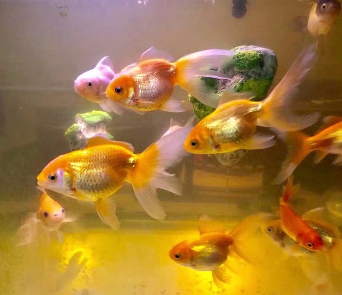 Mixed Gold Fish Food 200g floating pellets goldfish food around 2-3mm pellets Carousel 1