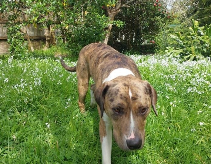 Leo - Loving Home Needed by 18 May Carousel 1