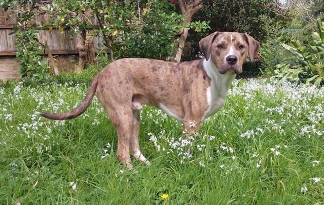 Leo - Loving Home Needed by 18 May Carousel 2