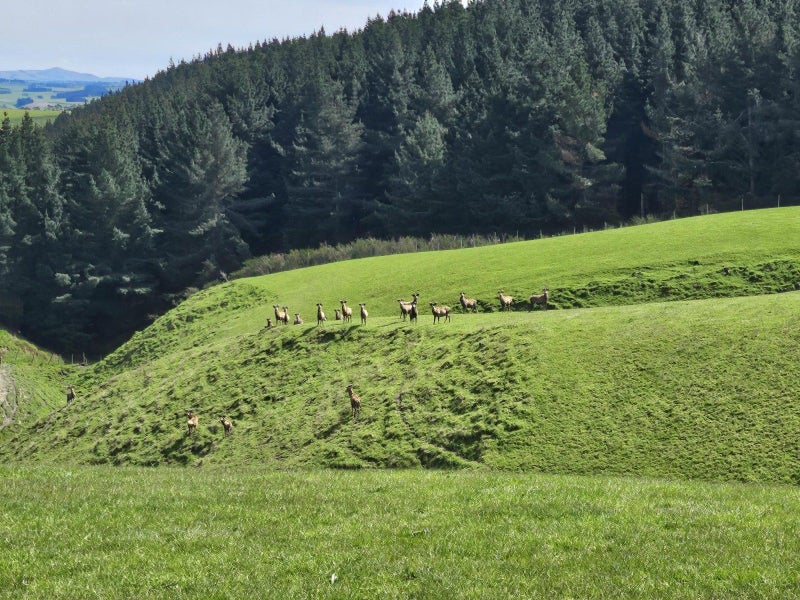 Velvet production unit with options63613268550786112