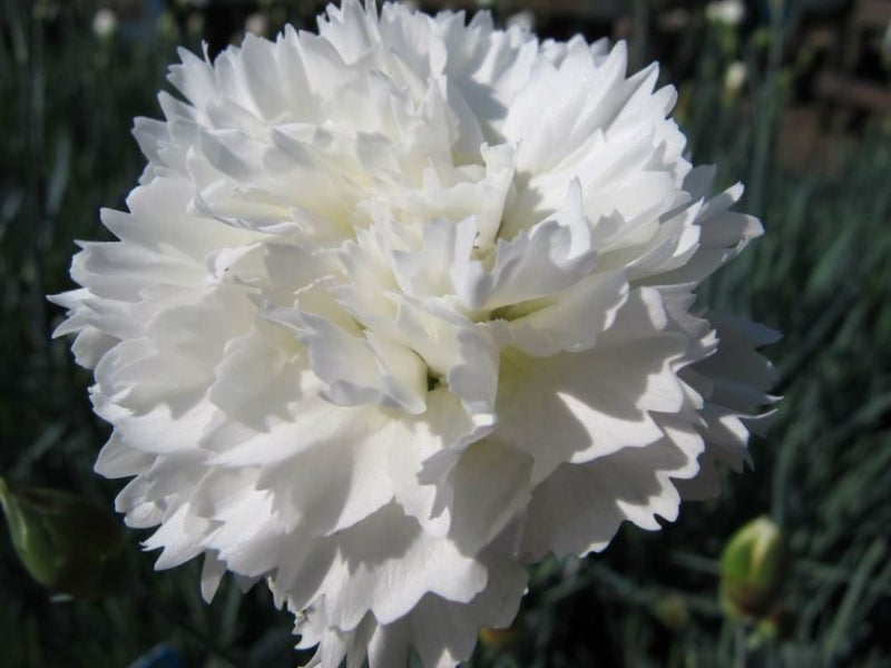 Dianthus Memories pure white, double highly scented flowers Carousel 1