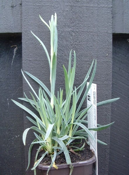Dianthus Memories pure white, double highly scented flowers Carousel 2
