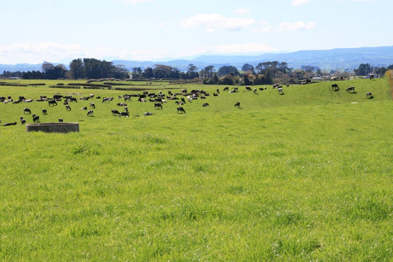 343 Opunake Road, Stratford, Taranaki