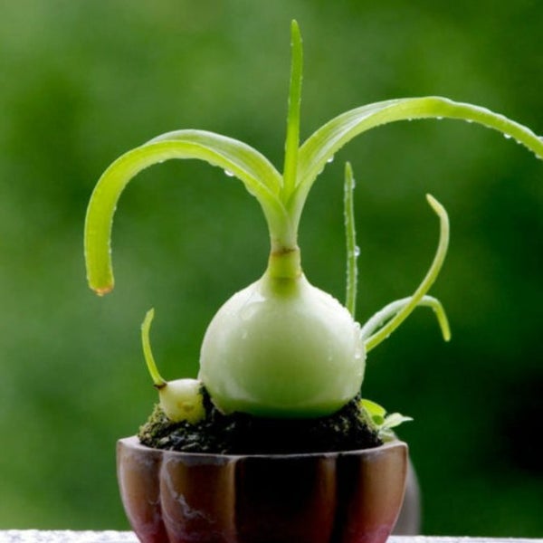 Albuca Bracteata | Pregnant Onion Carousel 1