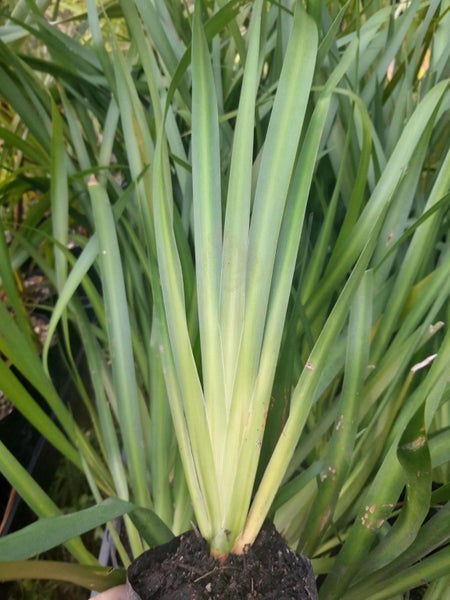 Dietes PB 3/4 bags dietes iridioides 'African iris' 'Cape iris' Carousel 2