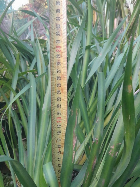 Dietes PB 3/4 bags dietes iridioides 'African iris' 'Cape iris' Carousel 4