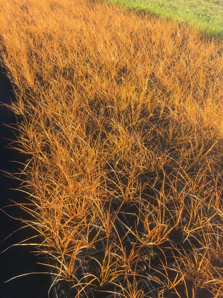 Carex Testacia. NZ Natives Carousel 2
