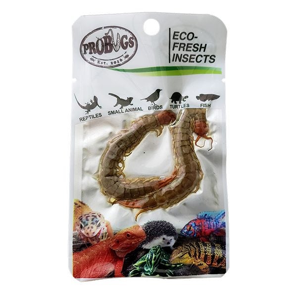 CENTIPEDE Probugs Reptile Carousel 1