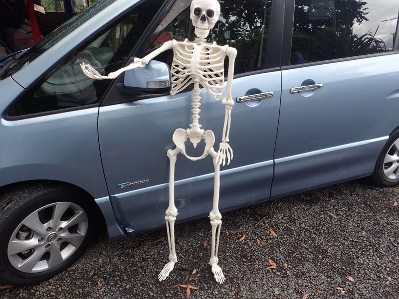 SKELETON full lifesize poseable 152cm movable bones and skull (A) Carousel 1