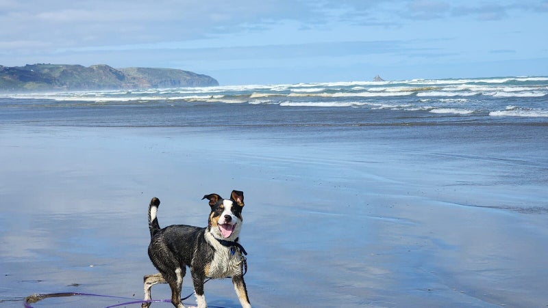 Brooks - Rescue Dog - CDRRNZ Carousel 2