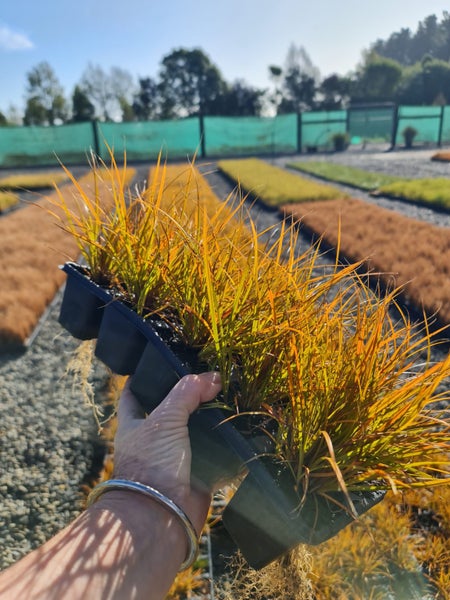Carex testacea x10 Carousel 2