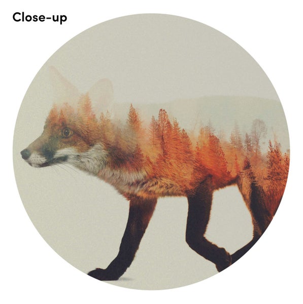 Norwegian Woods Fox by Andreas Lie Art Print - 52cm x 40cm Carousel 2