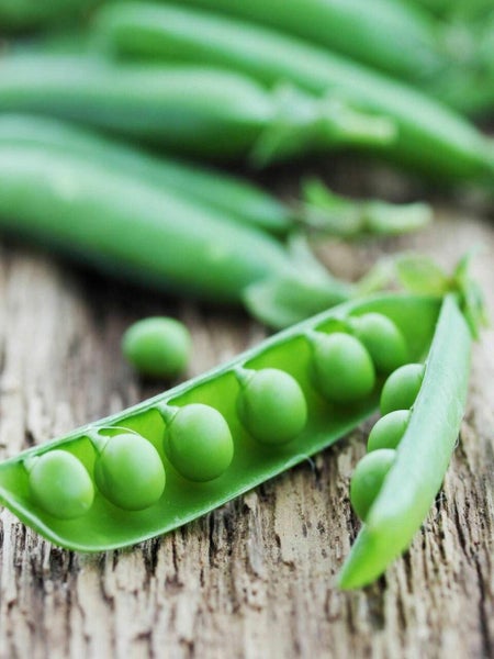 Greenfeast Pea - Vegetable Seeds Carousel 2